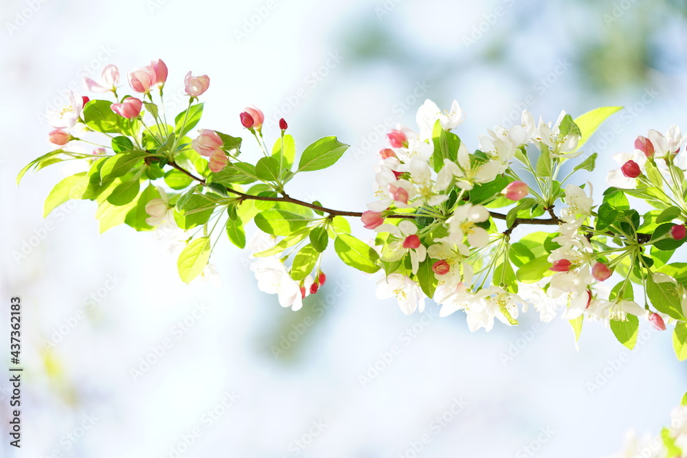 South Korea, Seoul, crab apple Blossoms, 한국, 서울, 꽃사과 South Korea, Seoul, crab apple Blossoms, 한국, 서울, 꽃사과