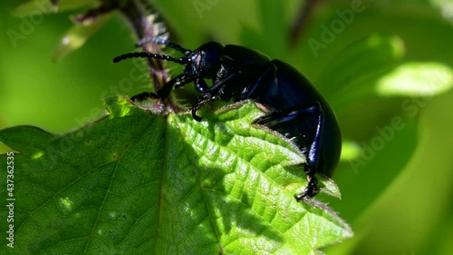 Bloody-nosed Beetle, Timarcha goettingensis photo