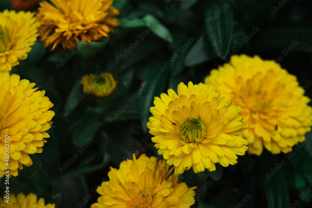 Calendula officinalis, medicinal plant native to the Mediterranean with its yellow flower Calendula officinalis, medicinal plant native to the Mediterranean with its yellow flower