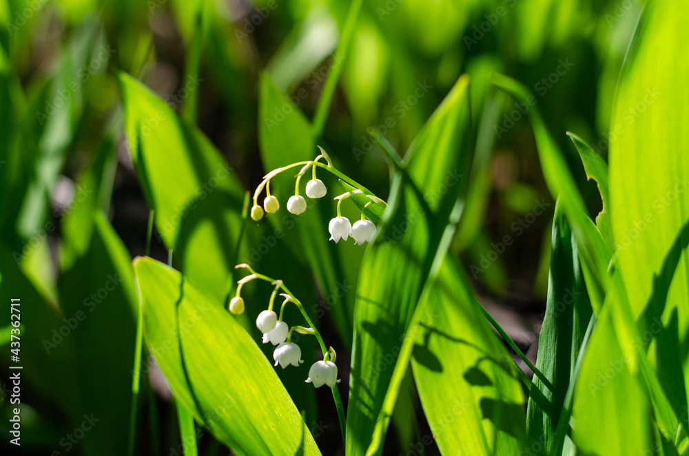 White lily of the valley flowers in the forest in a glade in the rays of sunlight. Green meadow in the spring. White lily of the valley flowers in the forest in a glade in the rays of sunlight. Green meadow in the spring.