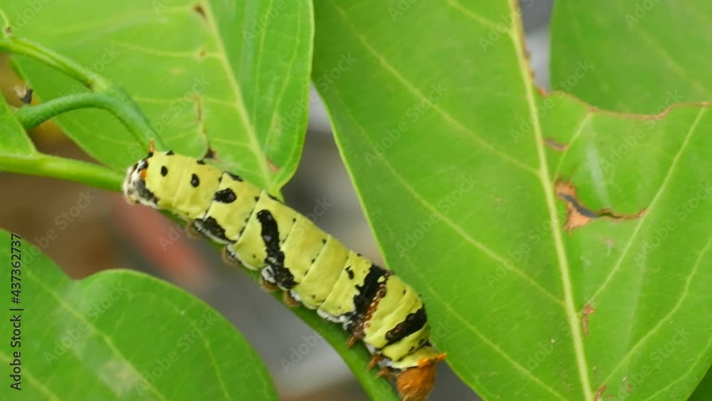Green caterpillar or Asian larva pest worm on the tree .walking on the tree
Green caterpillar or Asian larva pest worm on the tree .walking on the tree