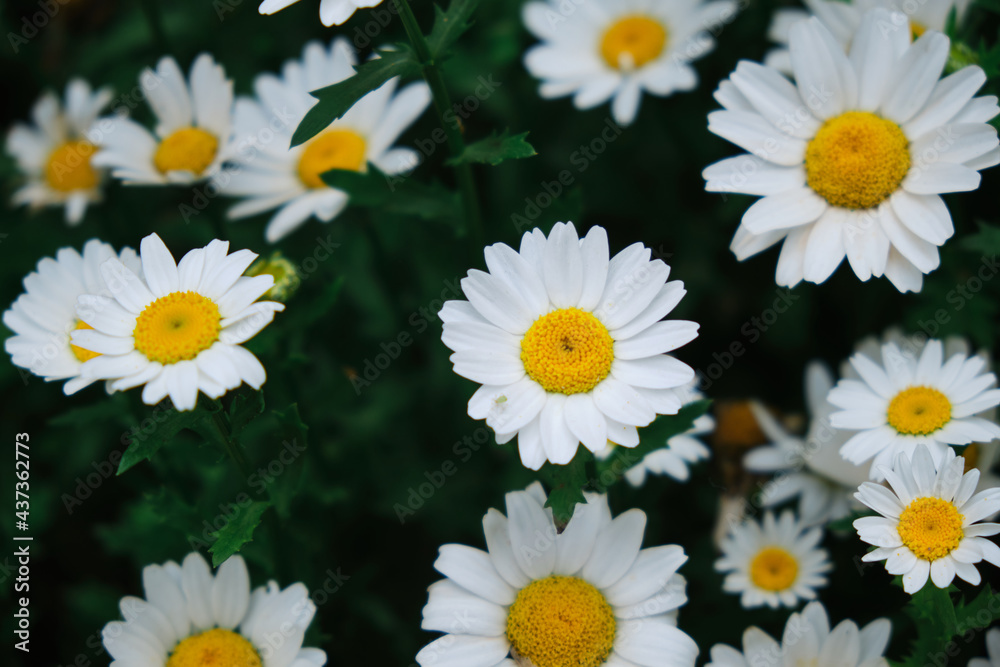 Fototapeta premium Background of daisy flowers in bloom. spring flowers close-up