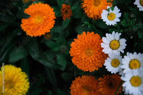 Calendula officinalis, medicinal plant native to the Mediterranean with its orange flower