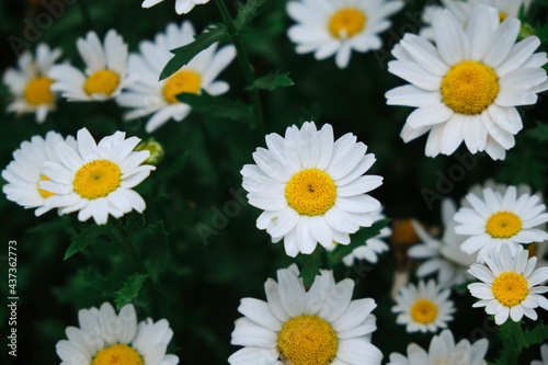 Background of daisy flowers in bloom. spring flowers close-up