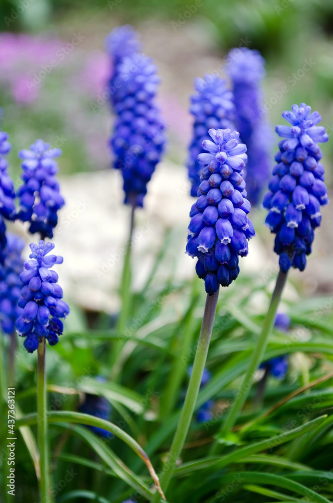 Fresh beautiful spring blue muscari flowers. Fresh beautiful spring blue muscari flowers.