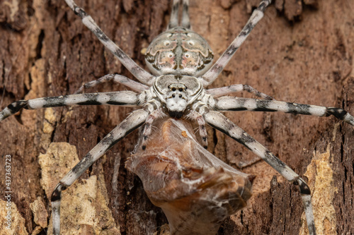 Common Two-Tailed Spider enjoying meal