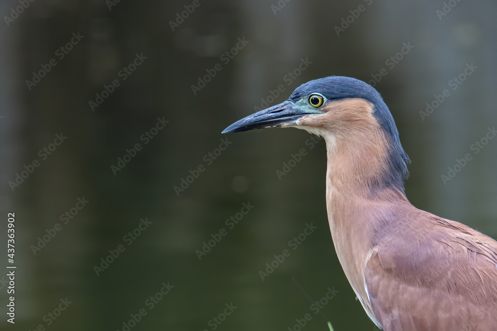 Portrait Nature wildlife image of little heron standing beside lake