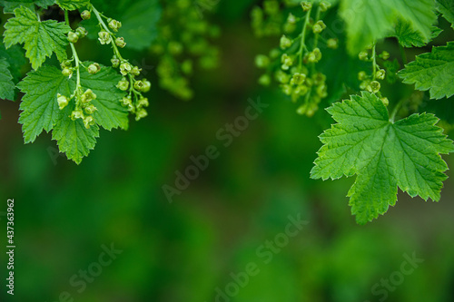 green currant leaves on a sunny day