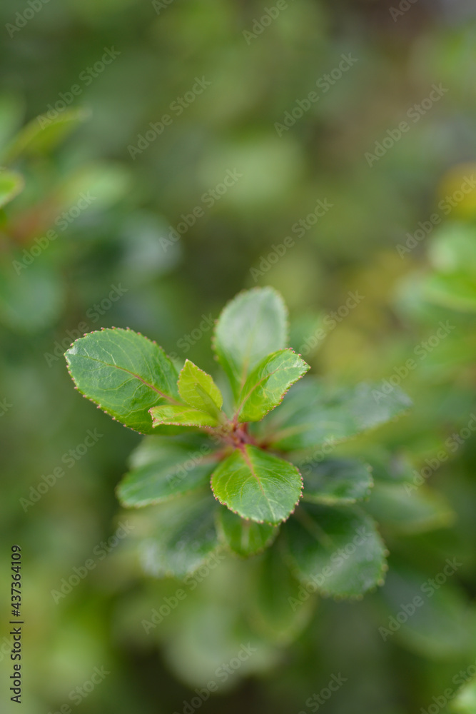Escallonia Red Dream Escallonia Red Dream