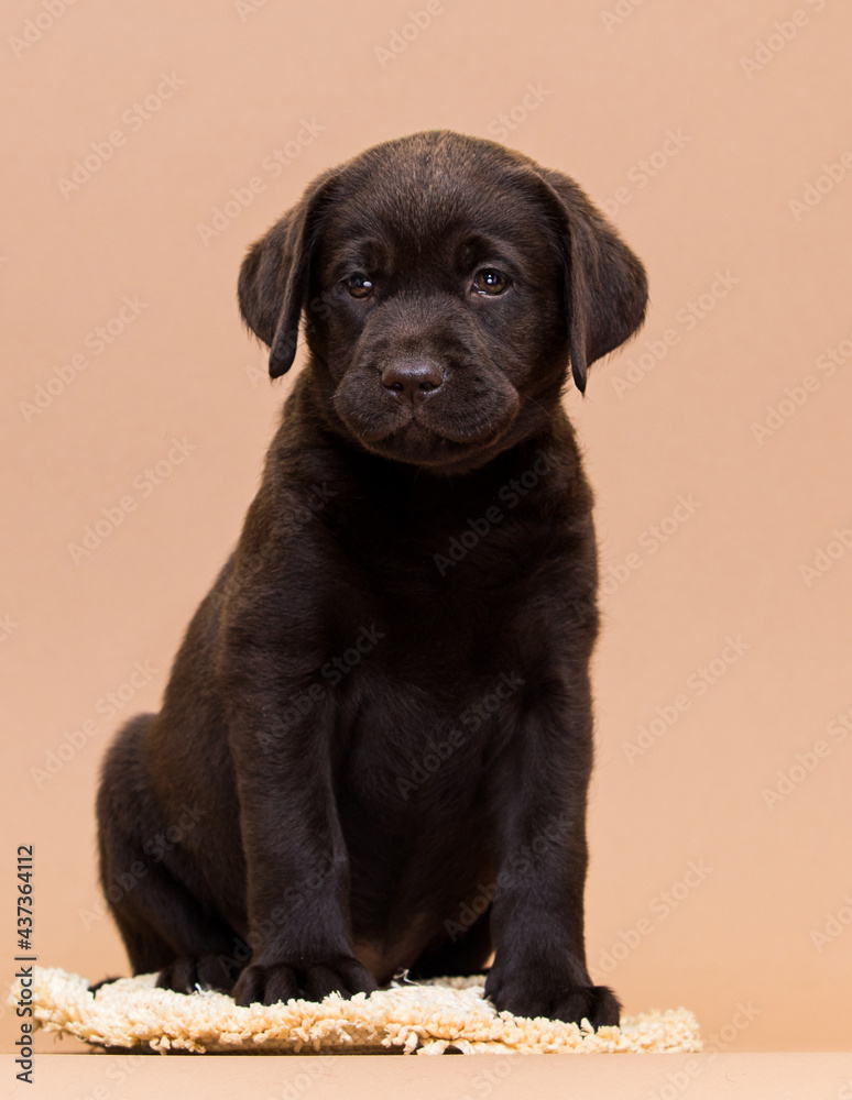 puppy chocolate labrador sitting on a beige background puppy chocolate labrador sitting on a beige background