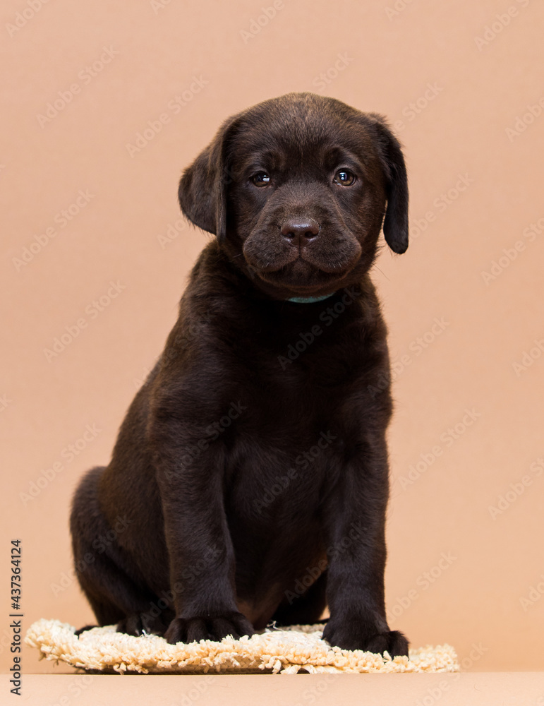 Obraz premium puppy chocolate labrador sitting on a beige background