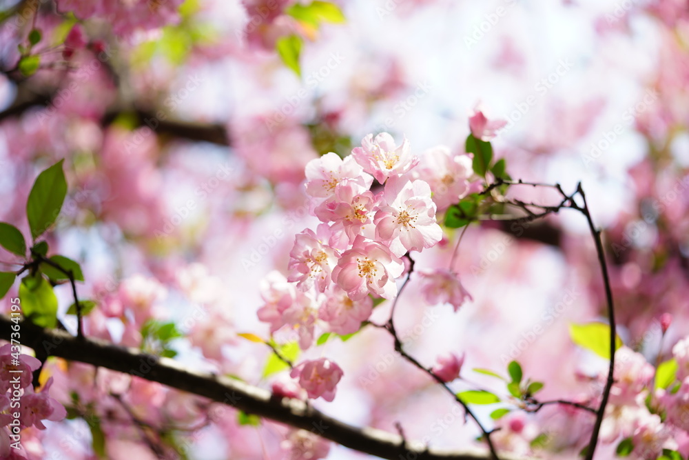 South Korea, Seoul, Olympic Park, Crab Apple Blossoms, 한국, 서울, 올림픽공원, 꽃사과, 분홍, 투명, 찬란 South Korea, Seoul, Olympic Park, Crab Apple Blossoms, 한국, 서울, 올림픽공원, 꽃사과, 분홍, 투명, 찬란