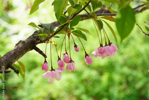 South Korea, Seoul, Olympic Park, Crab Apple Blossoms, 한국, 서울, 올림픽공원, 꽃사과, 봄꽃, 접사