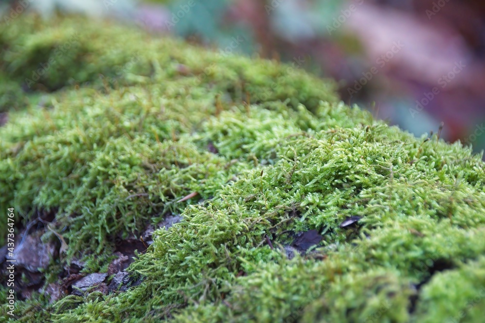 green moss on tree trunk