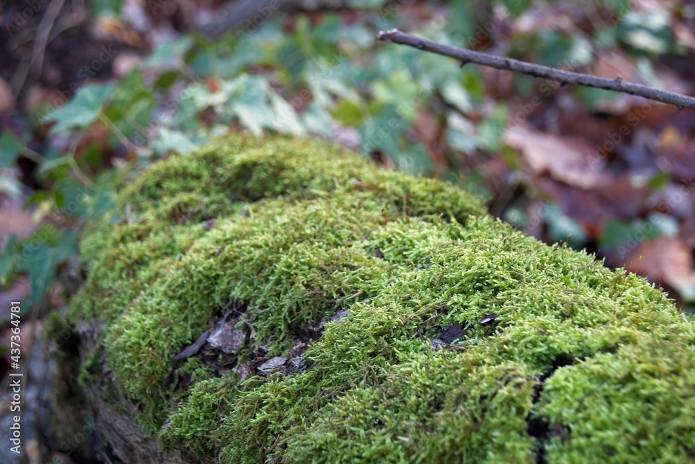 green moss on tree trunk