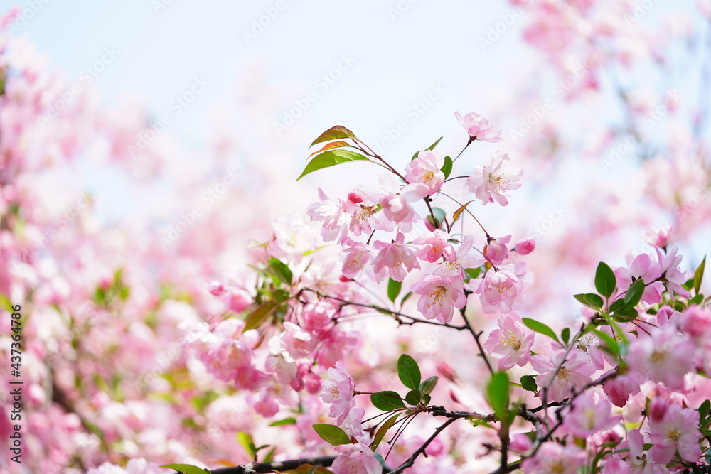 South Korea, Seoul, Olympic Park, Crab Apple Blossoms, 한국, 서울, 올림픽공원, 꽃사과, 봄꽃, 접사 South Korea, Seoul, Olympic Park, Crab Apple Blossoms, 한국, 서울, 올림픽공원, 꽃사과, 봄꽃, 접사