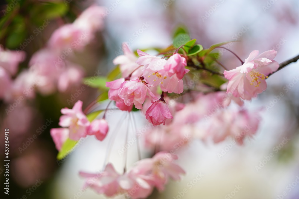 South Korea, Seoul, Olympic Park, Crab Apple Blossoms, 한국, 서울, 올림픽공원, 꽃사과, 분홍, 투명, 찬란