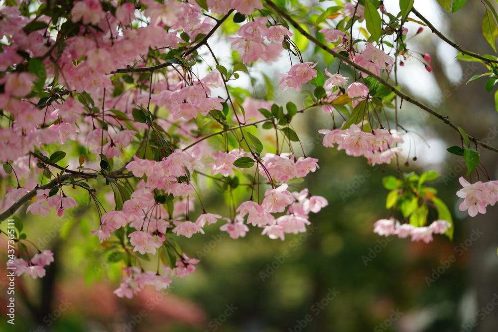 South Korea, Seoul, Olympic Park, Crab Apple Blossoms, 한국, 서울, 올림픽공원, 꽃사과, 봄꽃, 접사 South Korea, Seoul, Olympic Park, Crab Apple Blossoms, 한국, 서울, 올림픽공원, 꽃사과, 봄꽃, 접사