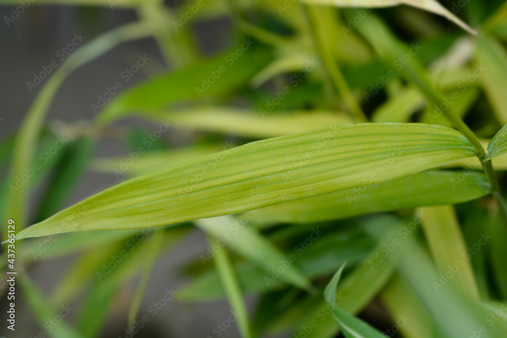 Obraz premium Pygmy Bamboo