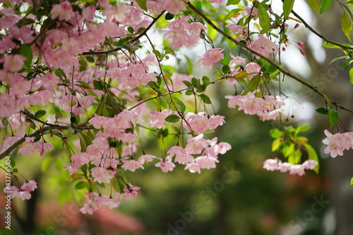 South Korea, Seoul, Olympic Park, Crab Apple Blossoms, 한국, 서울, 올림픽공원, 꽃사과, 봄꽃, 접사 © Jaemin Lee