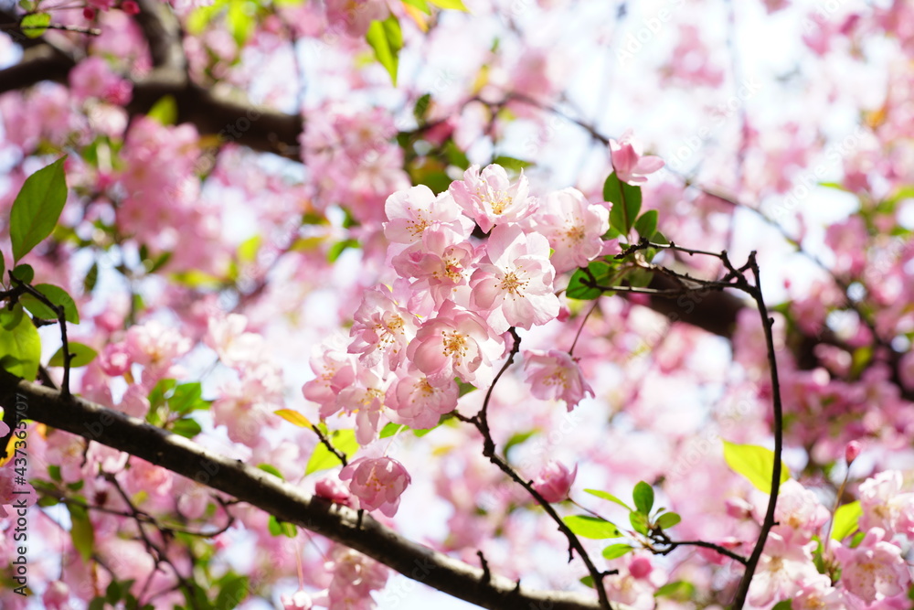 South Korea, Seoul, Olympic Park, Crab Apple Blossoms, 한국, 서울, 올림픽공원, 꽃사과, 봄꽃, 접사