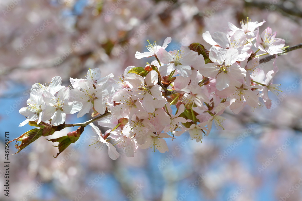 Fototapeta premium 北海道の春、一斉に咲き誇るエゾヤマザクラ