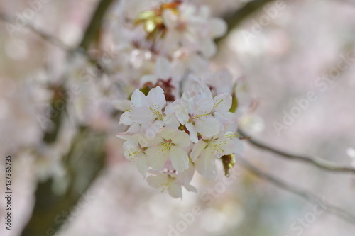 北海道の春、一斉に咲き誇るエゾヤマザクラ © 弘也 齋藤