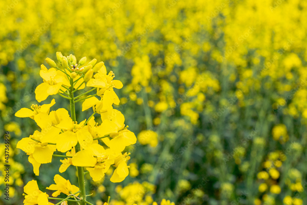 Rapes flower. Yellow rape flowers for healthy food oil on field. Rapeseed plant, colza rapeseed for green energy. Yellow mustard plant. Rapes flower. Yellow rape flowers for healthy food oil on field. Rapeseed plant, colza rapeseed for green energy. Yellow mustard plant.