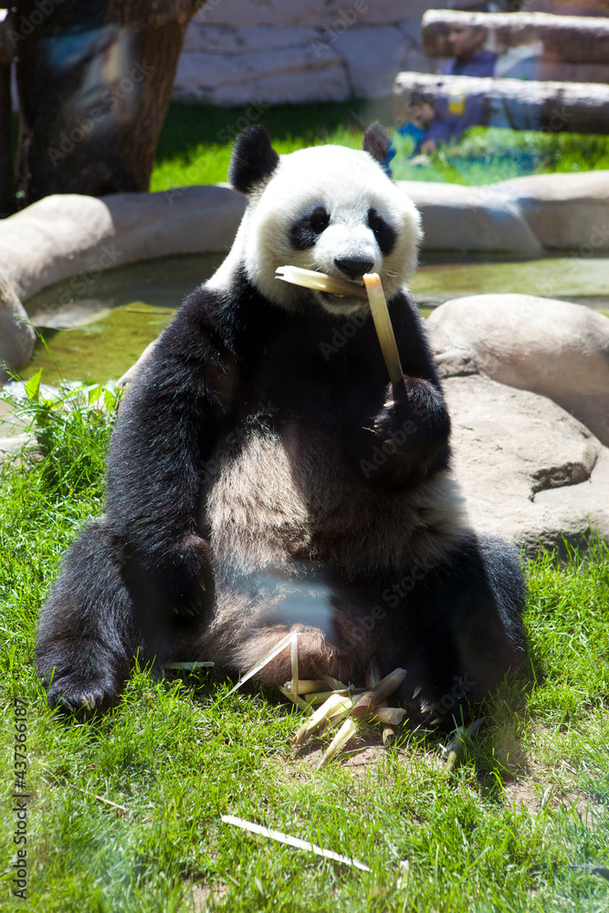 giant panda bear giant panda bear