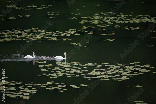 Swans family on lake