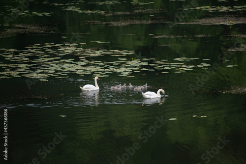 Swans family on lake