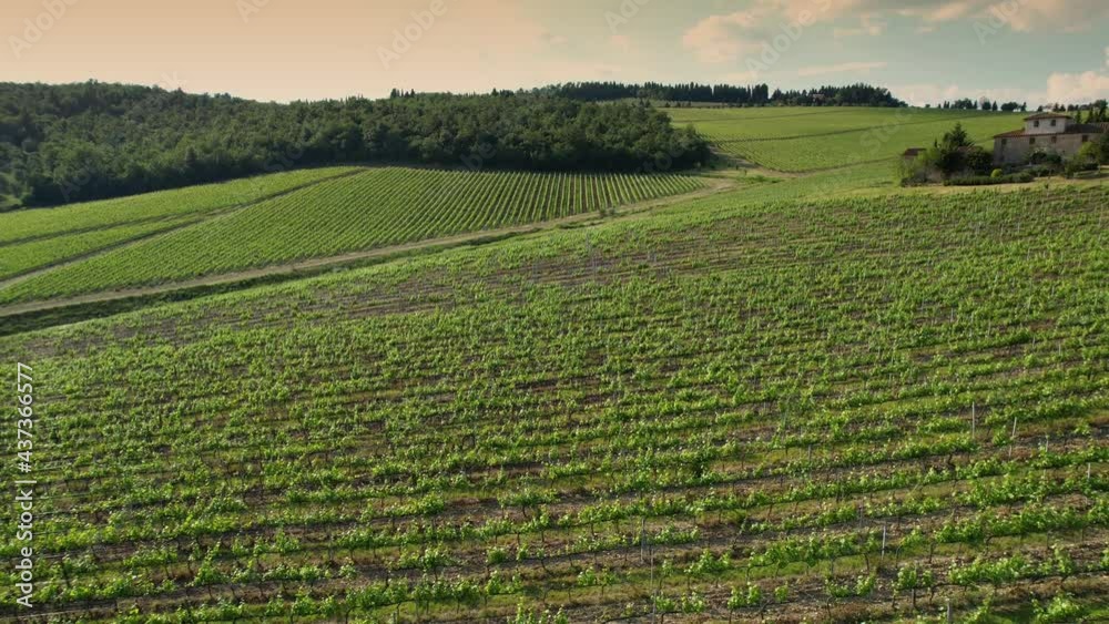 Aerial view of rows of young green vineyards at sunset in the Chianti Classico Area. Tuscany, Italy.