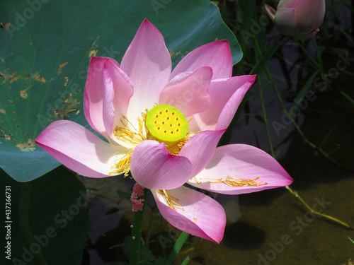 Closeup shot of a beautiful Sacred lotus or Nelumbo nucifera aquatic plant with soft pink petals photo