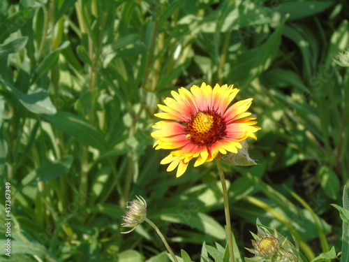 yellow flower in the garden
