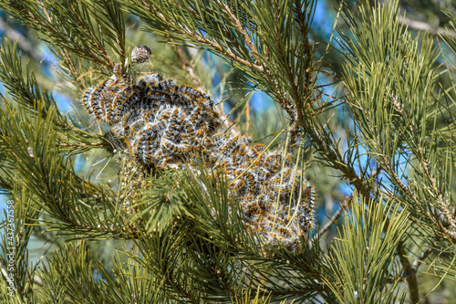 Close-up of caterpillar Pine Processionary Thaumetopoea pityocampa, making the nest on a pine branch.