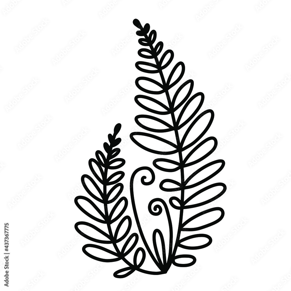   Hand drawn doodle vector  of fern isolated on white background. Black and white stock illustration of forest plant.
