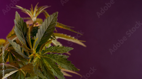 Fresh green cannabis plant against dark background. Organic green Marijuana Leaf.