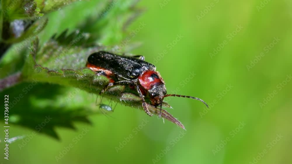 Soldier Beetle, Cantharis lateralis in environment Soldier Beetle, Cantharis lateralis in environment