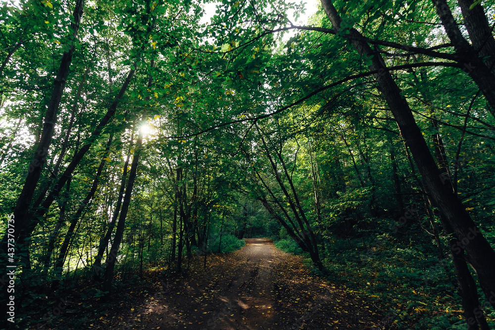 Naklejka premium Walking road in the forest