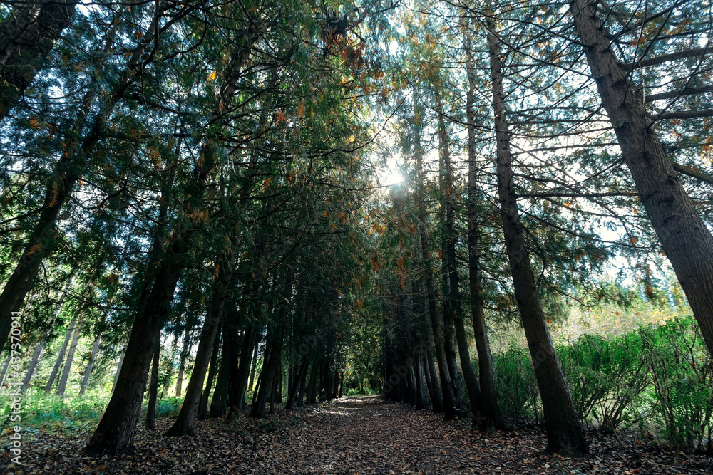 Fototapeta premium Rows of green coniferous trees