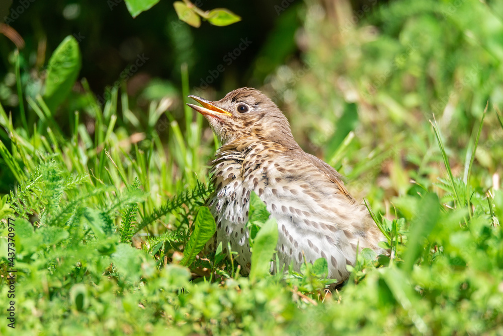 Fieldfare (Turdus pilaris) on the moss.. Fieldfare (Turdus pilaris) on the moss..