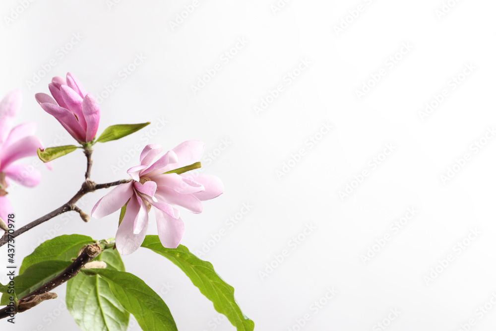 Fototapeta premium Magnolia tree branches with beautiful flowers on white background