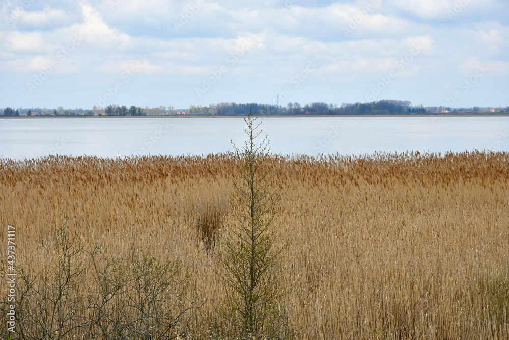 View of vast yet shallow lake seen on a cloudy yet warm summer day with the cost of the reservoir being fulll of reeds and other flors and some dense forest or moor visible on the other bank in Poland View of vast yet shallow lake seen on a cloudy yet warm summer day with the cost of the reservoir being fulll of reeds and other flors and some dense forest or moor visible on the other bank in Poland