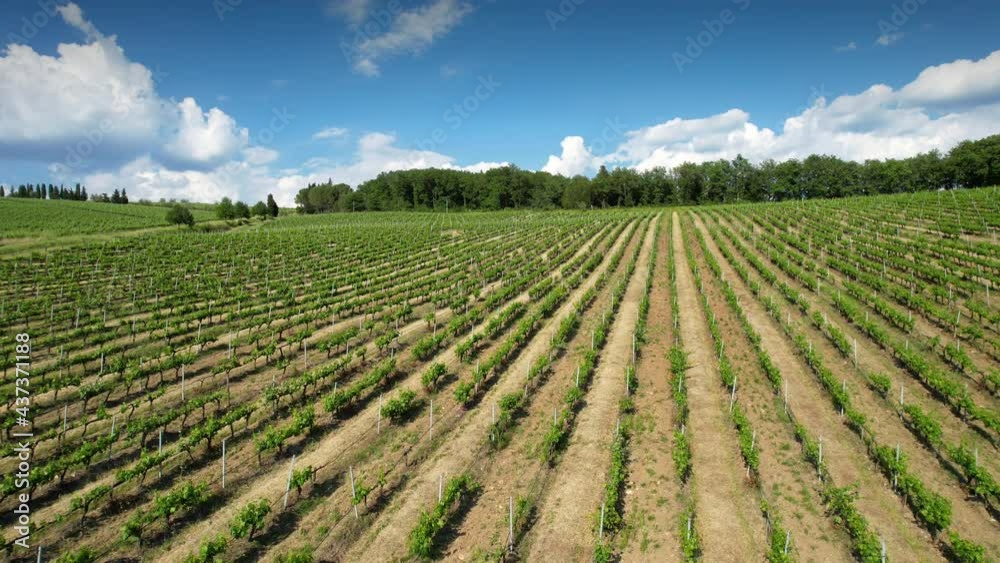 Aerial shot of rows of young green vineyards and blue cloudy sky in Tuscany in the Chianti Classico Area. Italy