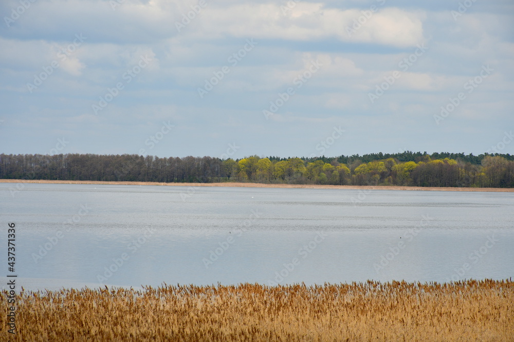 View of vast yet shallow lake seen on a cloudy yet warm summer day with the cost of the reservoir being fulll of reeds and other flors and some dense forest or moor visible on the other bank in Poland