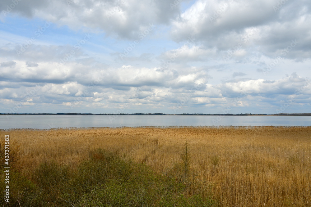 View of vast yet shallow lake seen on a cloudy yet warm summer day with the cost of the reservoir being fulll of reeds and other flors and some dense forest or moor visible on the other bank in Poland