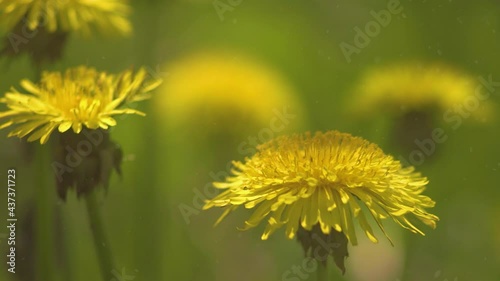 Blooming dandelions in the spring garden on a clear sunny day in the green grass. Close.