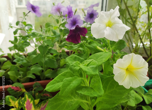 Petunia flower. Inflorescences, sprout, seedling. Flowers on the balcony, in the garden. Petunia in a pot. Beautiful flowers from seeds. Gardening, floriculture 