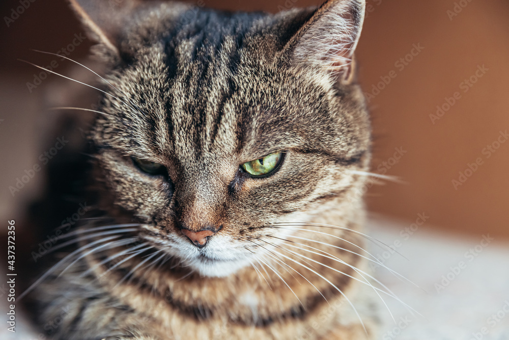 Fototapeta premium Funny portrait arrogant short-haired domestic tabby cat relaxing at home. Little kitten lovely member of family playing indoor. Pet care health and animal concept.