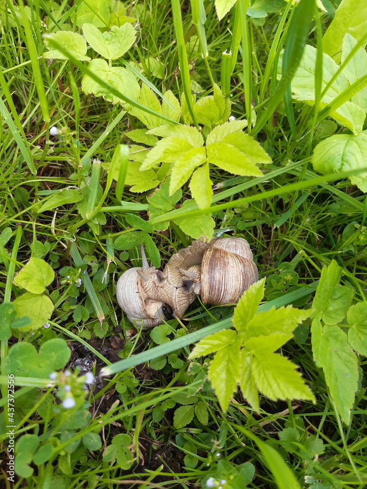 Garden snails in the grass. Mating and reproduction. May. Cloudy day after rain. Garden snails in the grass. Mating and reproduction. May. Cloudy day after rain.